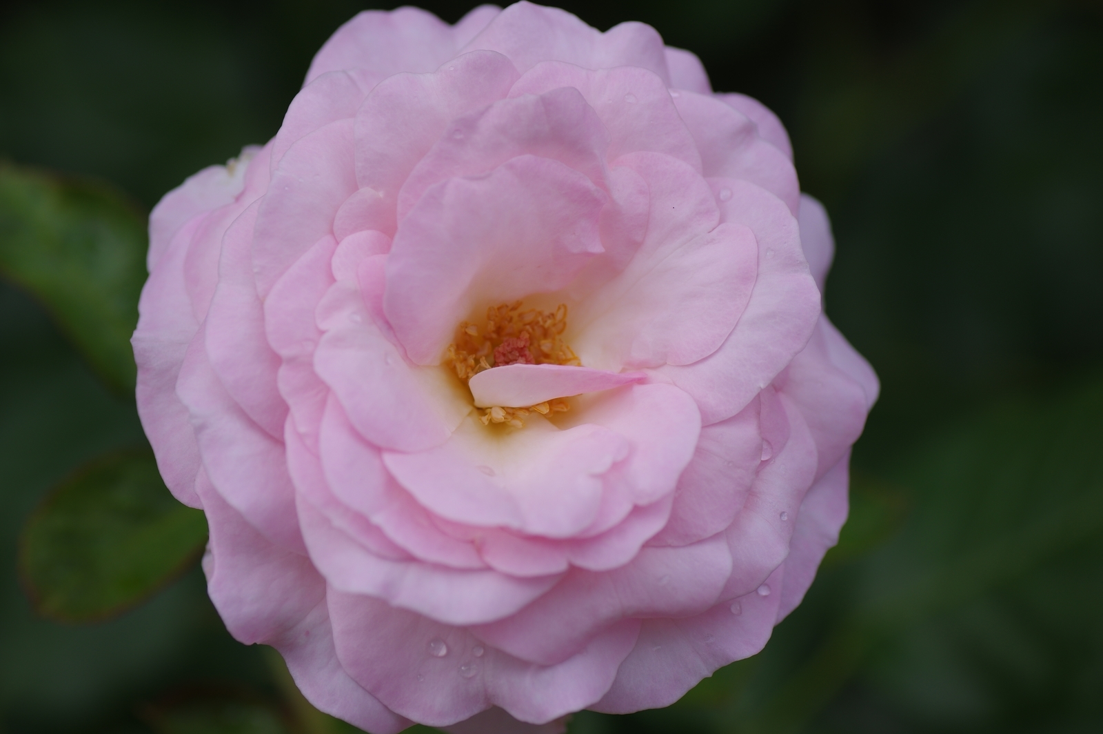f:id:k10no3:20200726081204j:plain