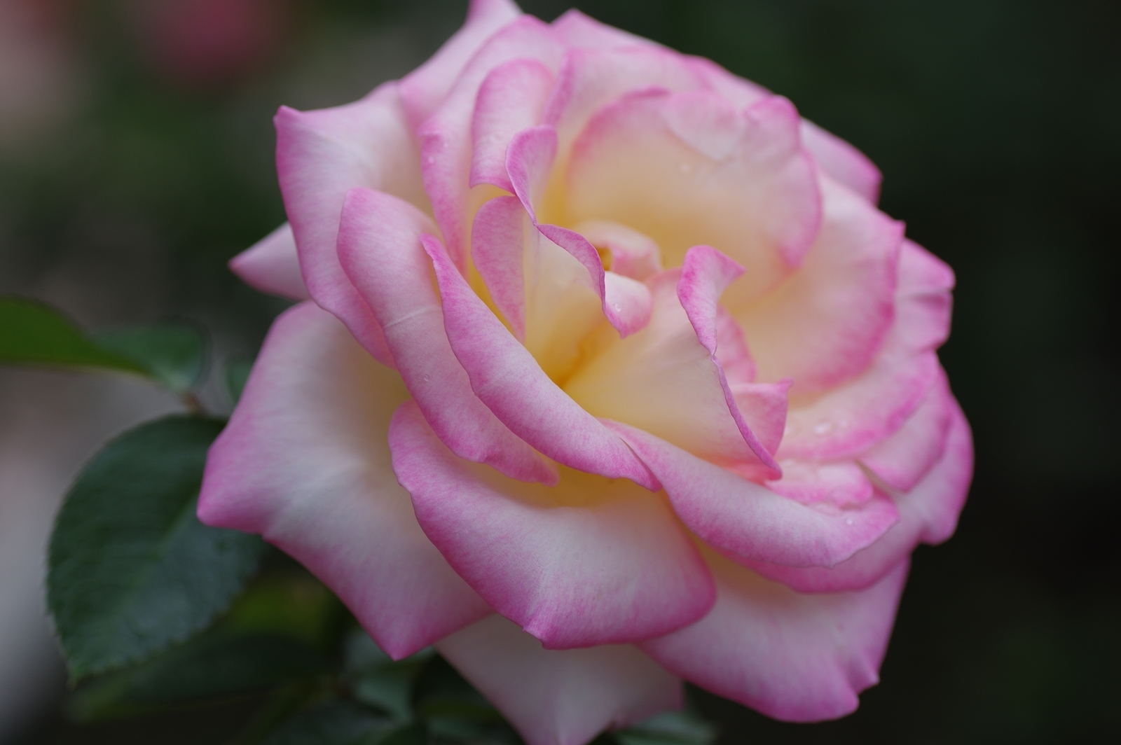 f:id:k10no3:20200726081402j:plain