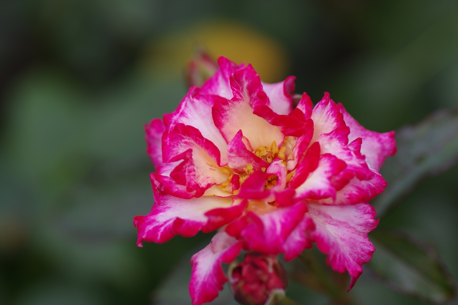 f:id:k10no3:20200726081532j:plain