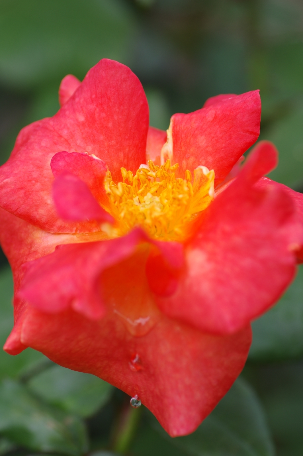 f:id:k10no3:20200726081557j:plain