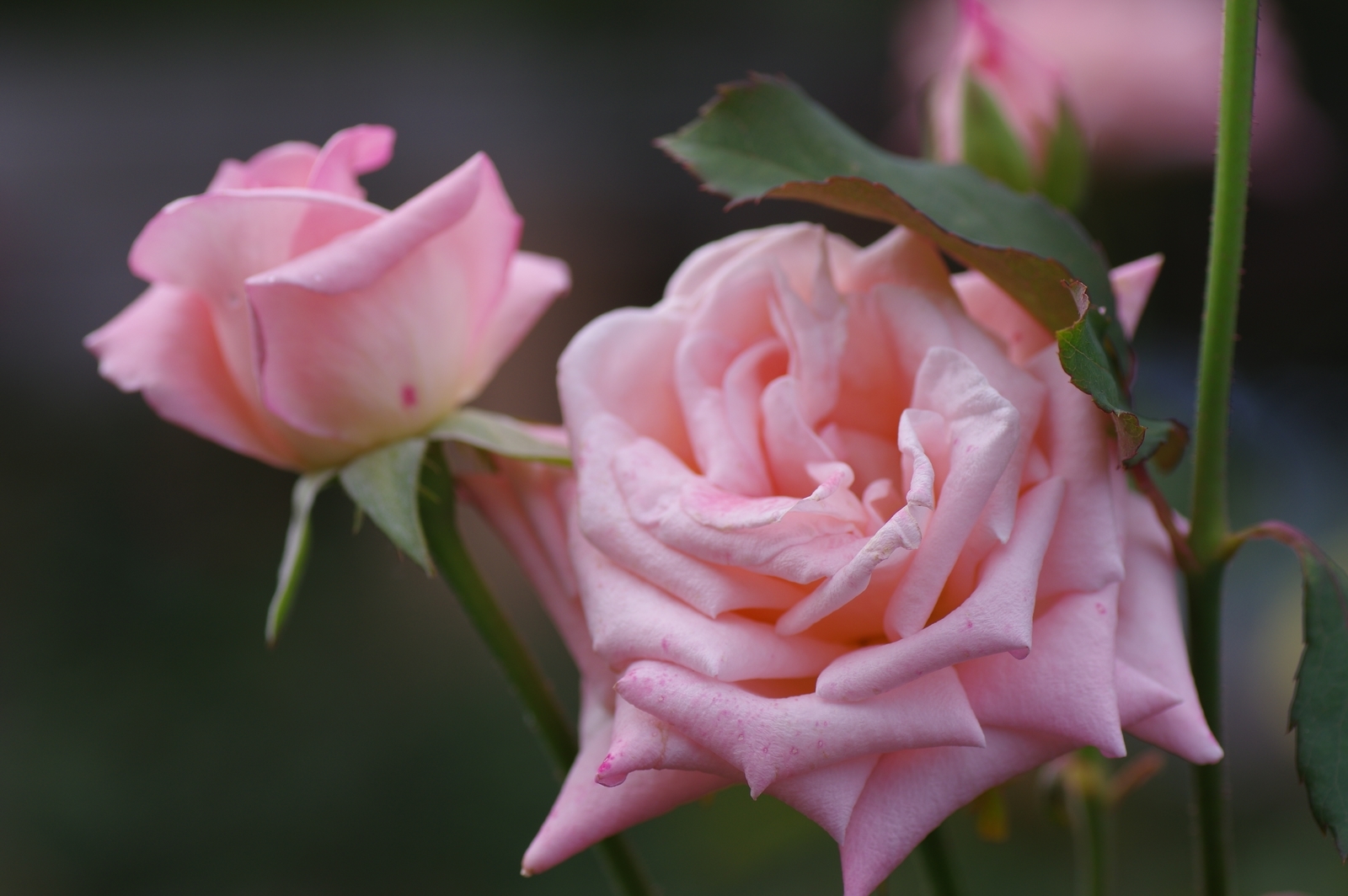 f:id:k10no3:20200726082620j:plain