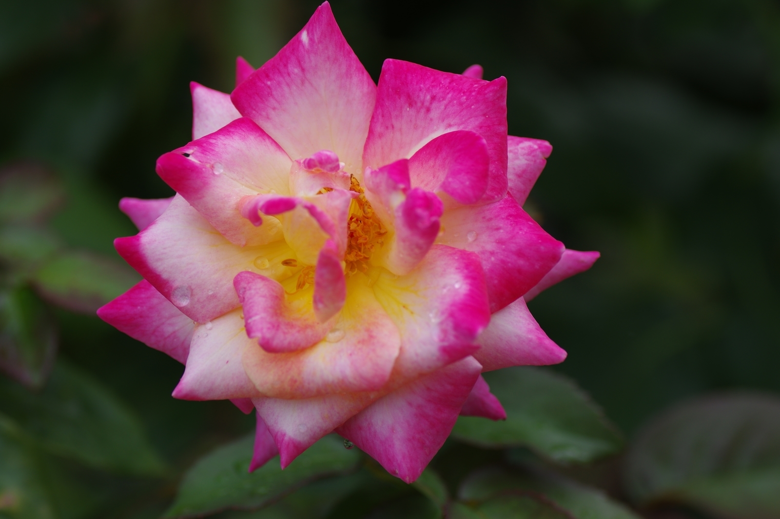 f:id:k10no3:20200726082716j:plain