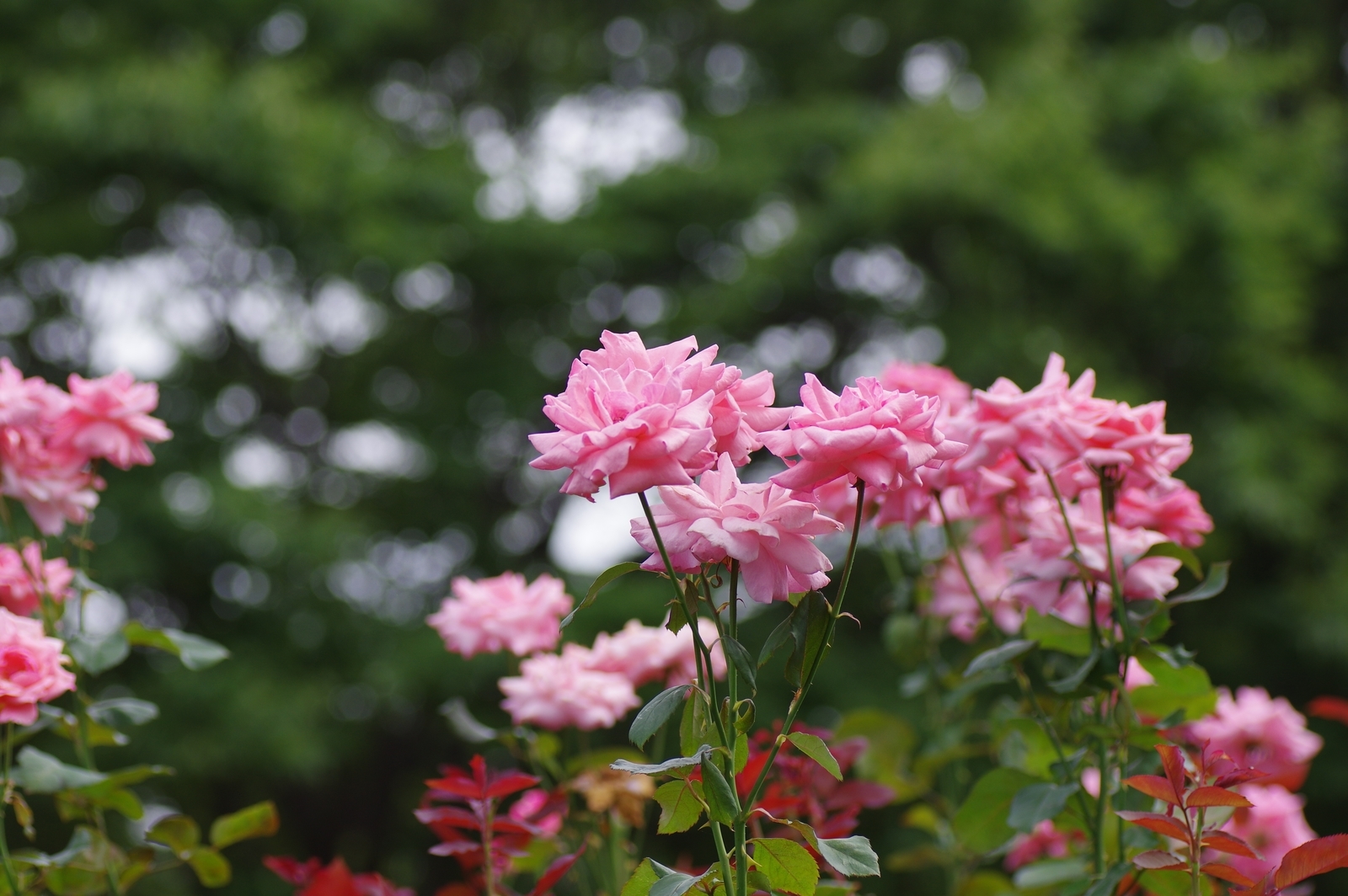 f:id:k10no3:20200726082821j:plain