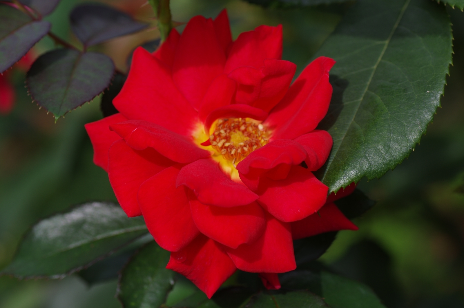 f:id:k10no3:20200726082951j:plain