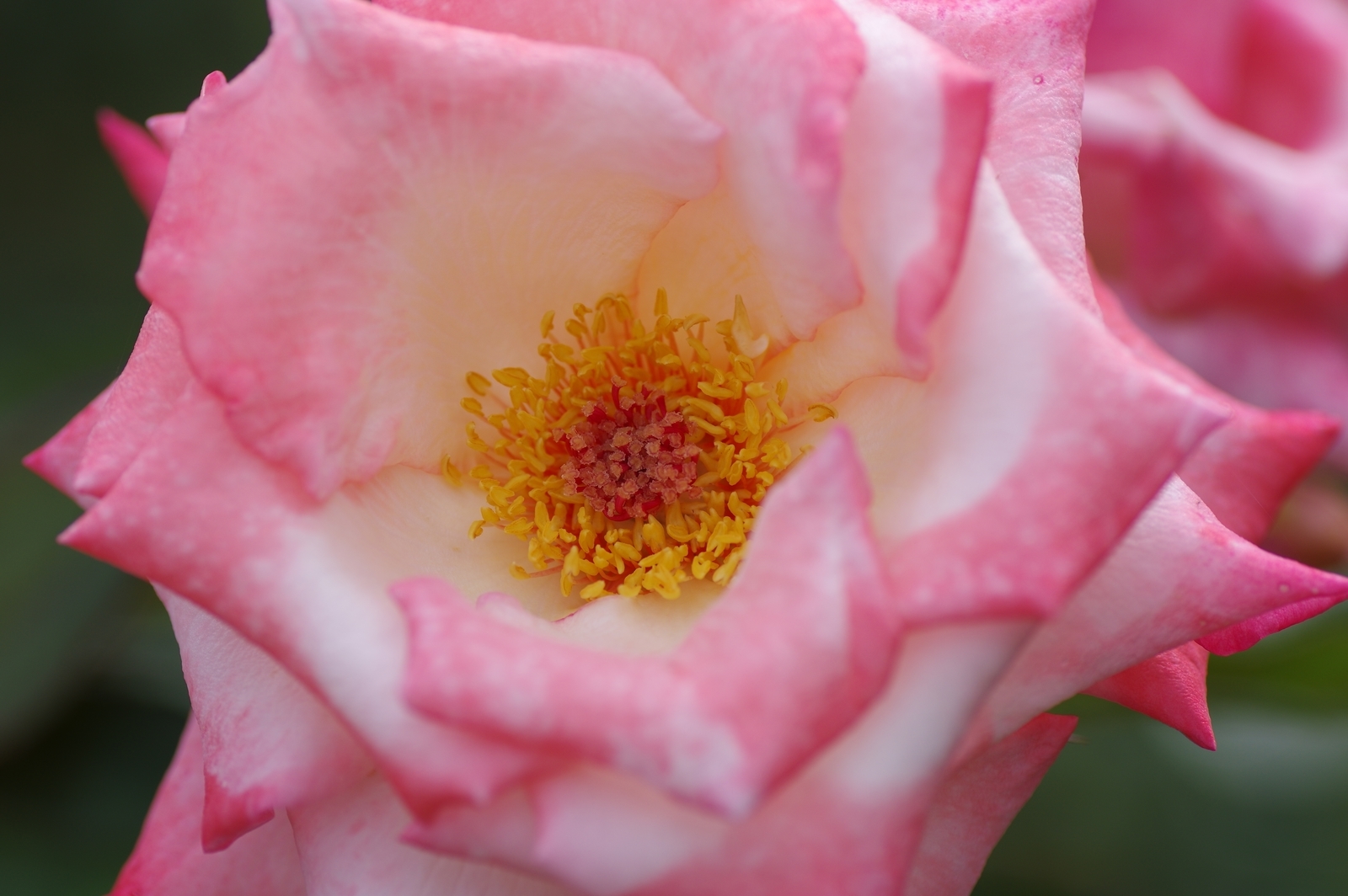 f:id:k10no3:20200726083054j:plain