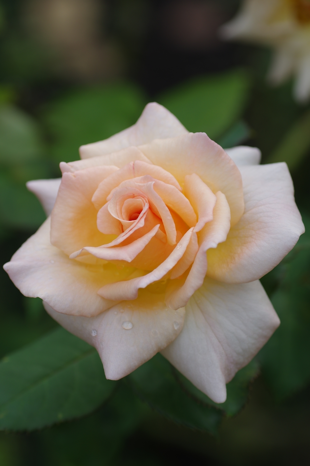 f:id:k10no3:20200726083146j:plain