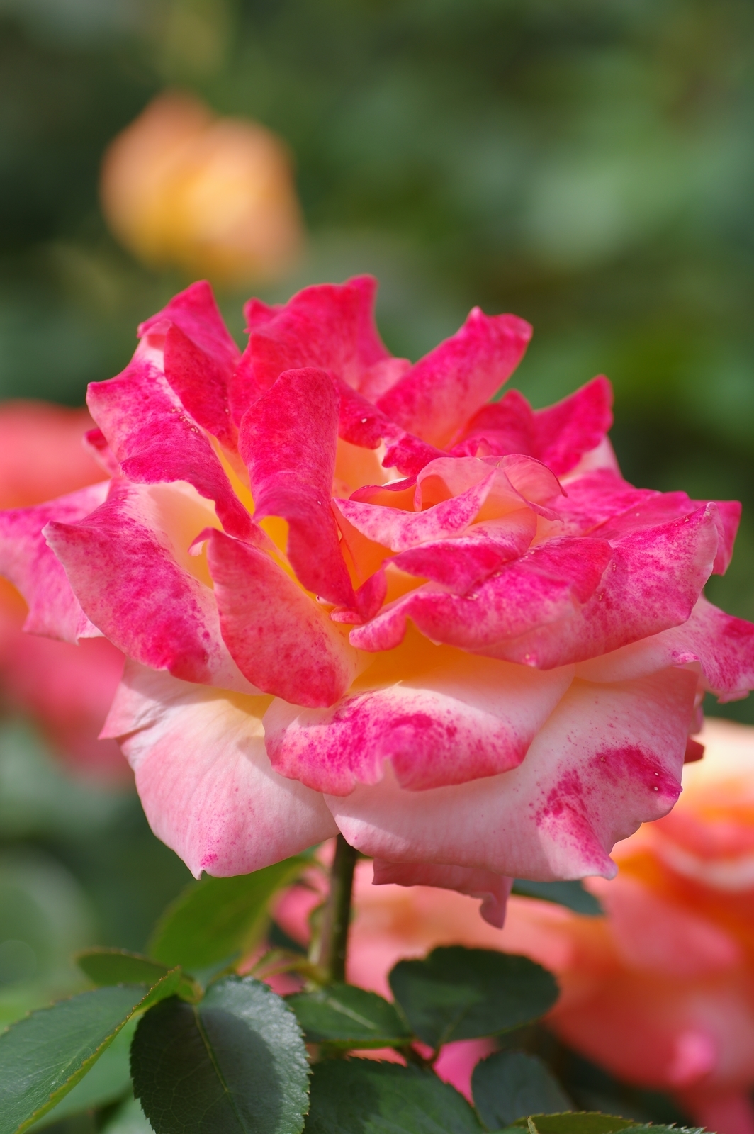 f:id:k10no3:20200726083539j:plain