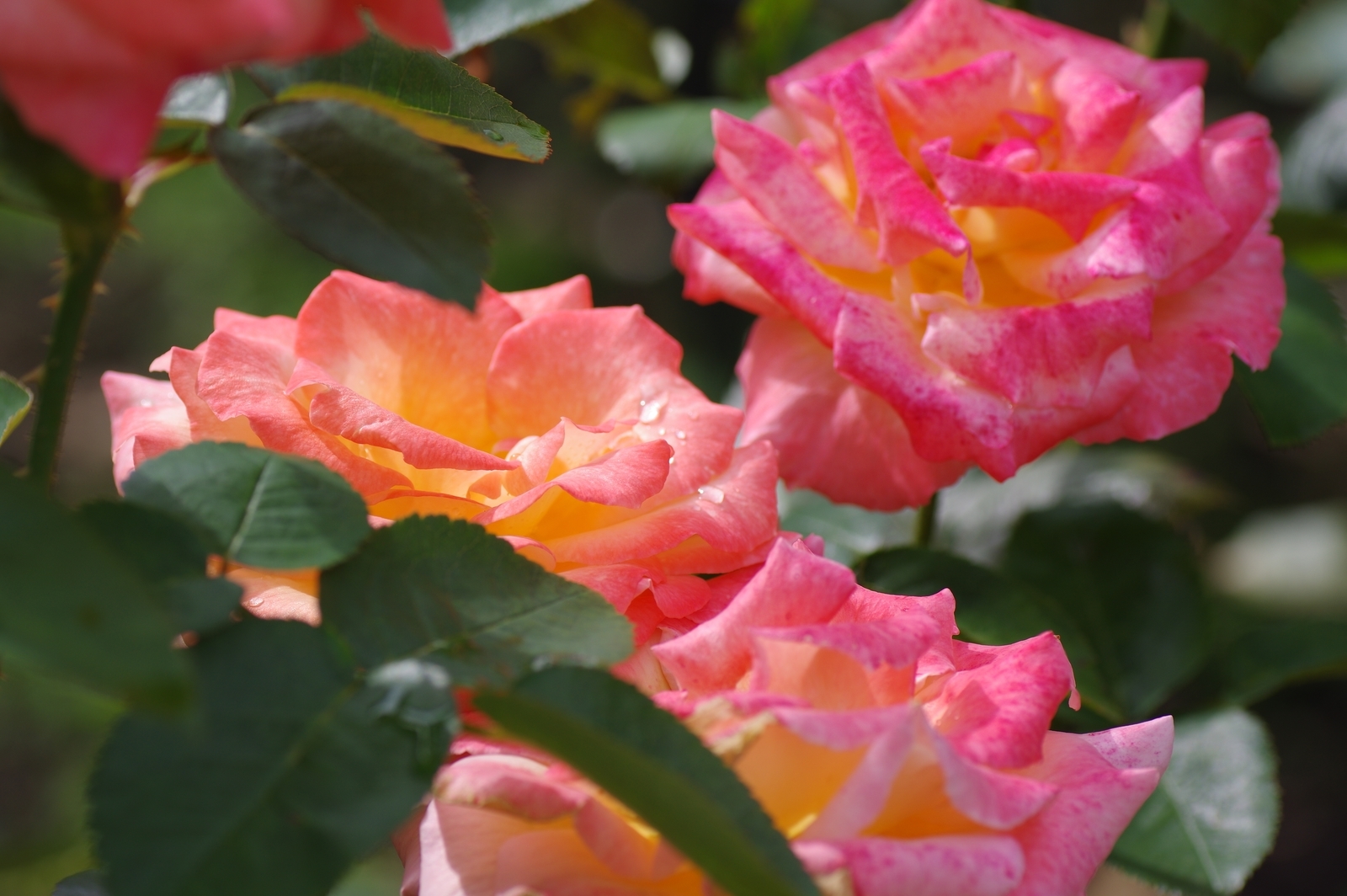 f:id:k10no3:20200726083558j:plain