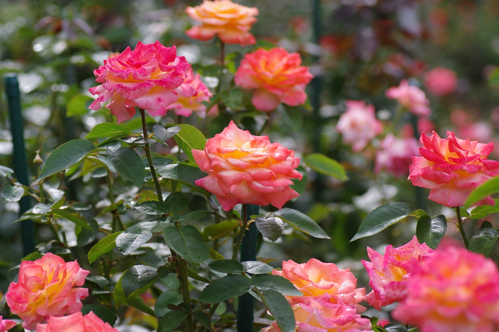f:id:k10no3:20200726083645j:plain