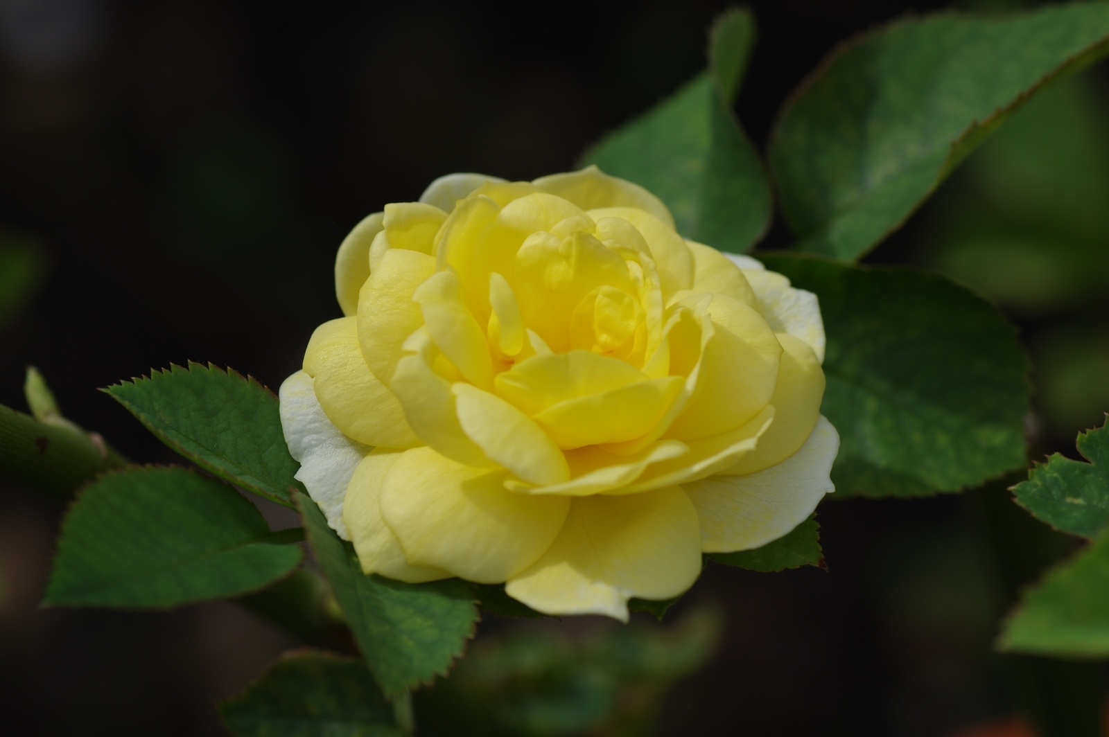 f:id:k10no3:20200726083815j:plain