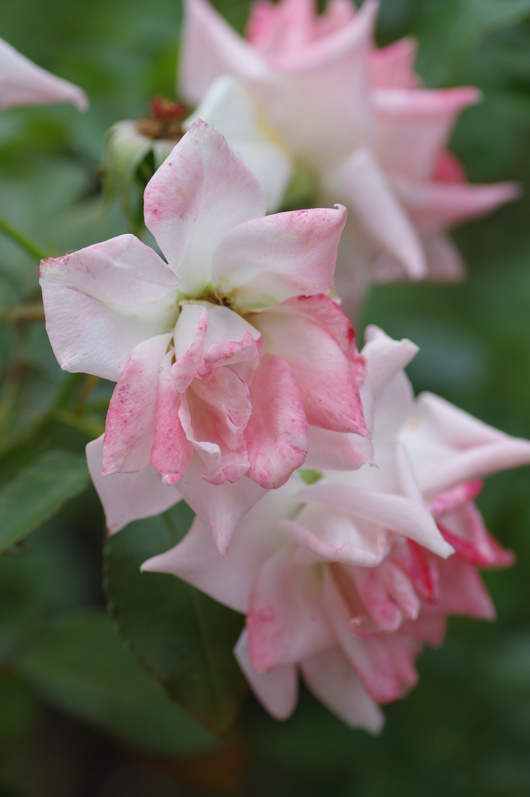 f:id:k10no3:20200726084039j:plain