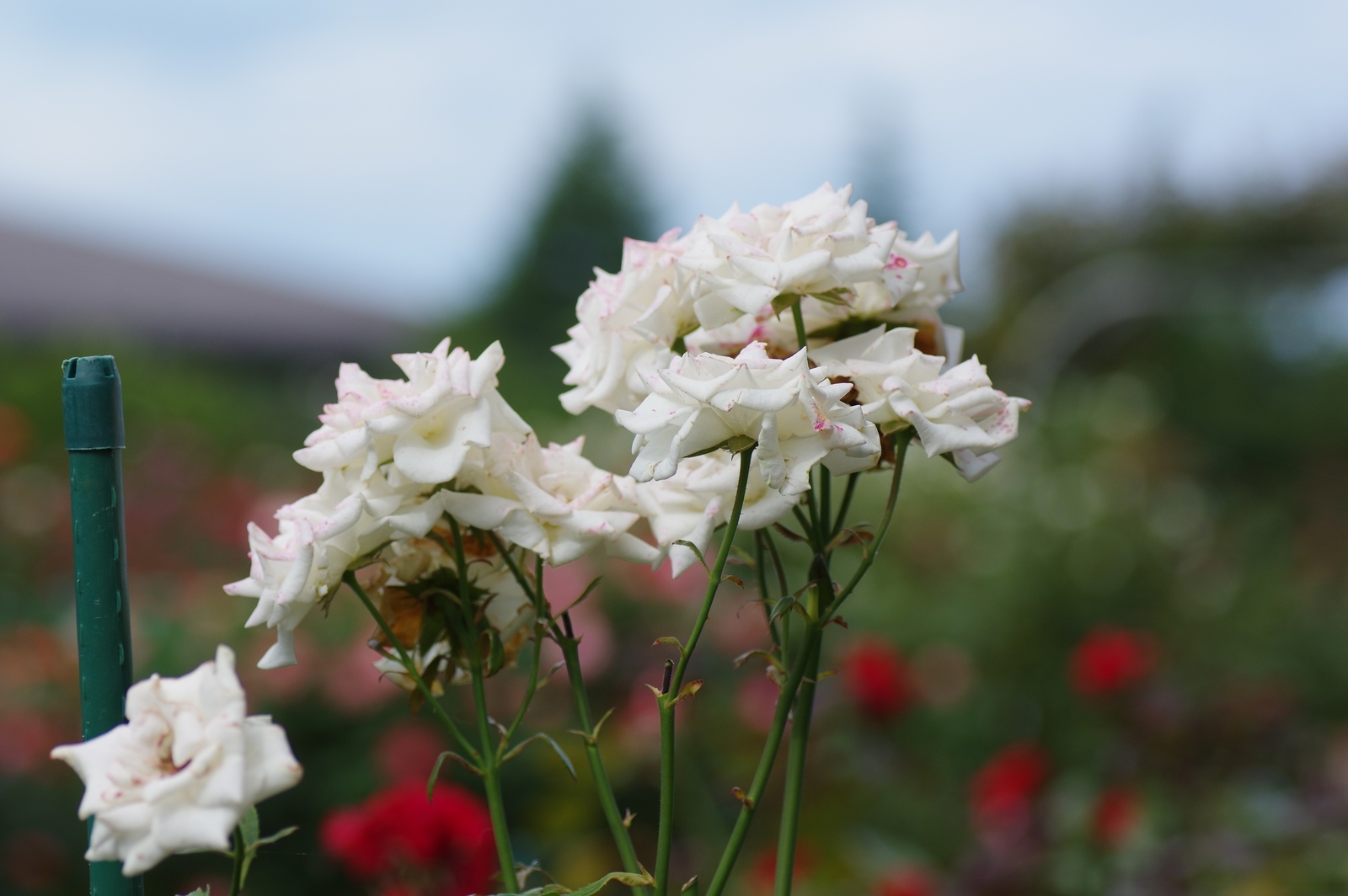 f:id:k10no3:20200726084503j:plain
