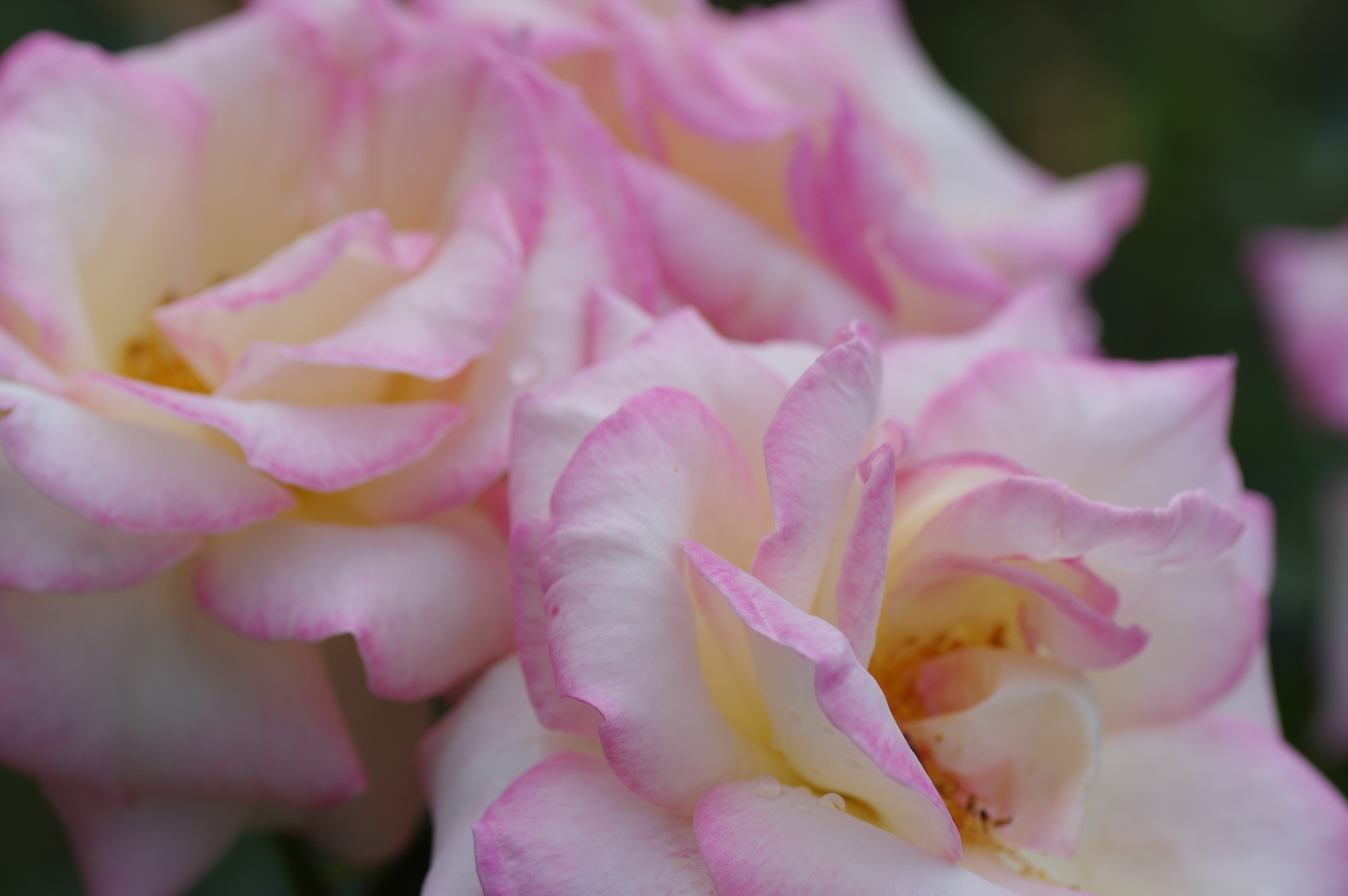 f:id:k10no3:20200726084518j:plain