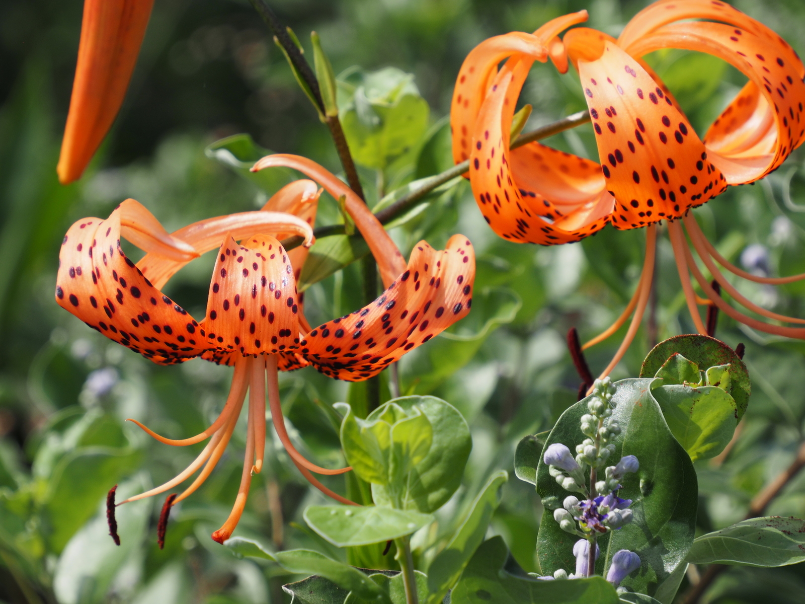 f:id:k10no3:20200801091458j:plain