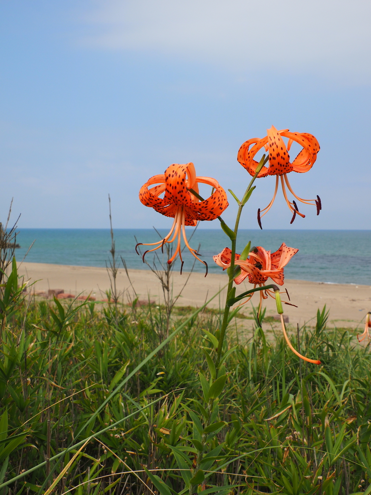 f:id:k10no3:20200801092429j:plain