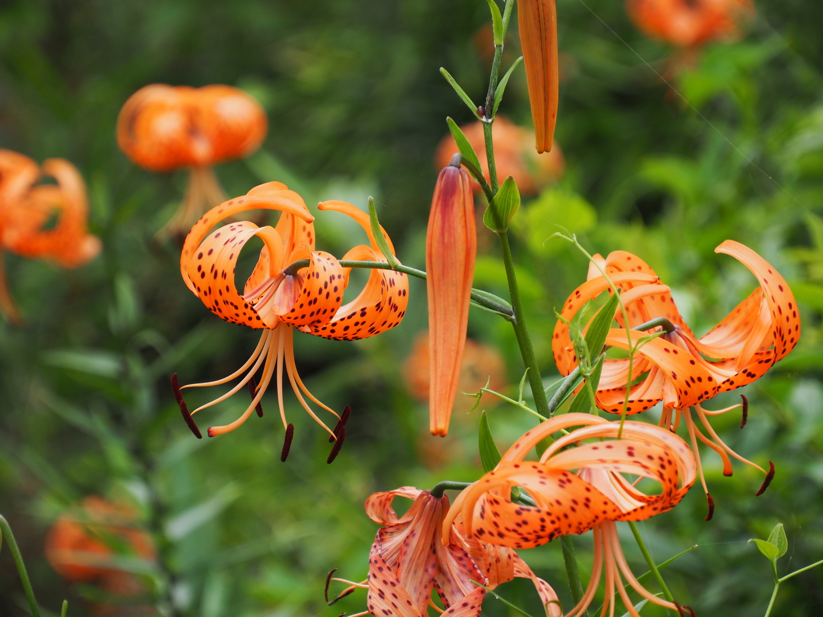 f:id:k10no3:20200801093330j:plain