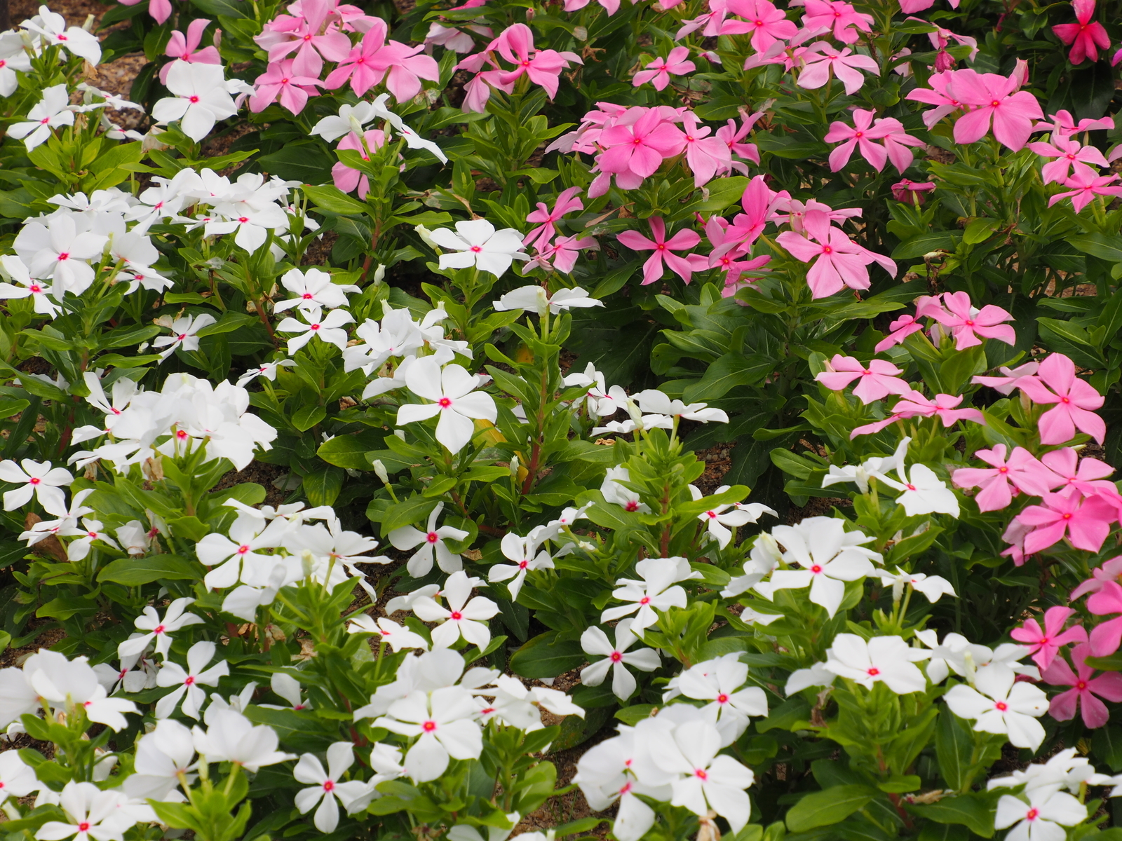 f:id:k10no3:20200802121803j:plain