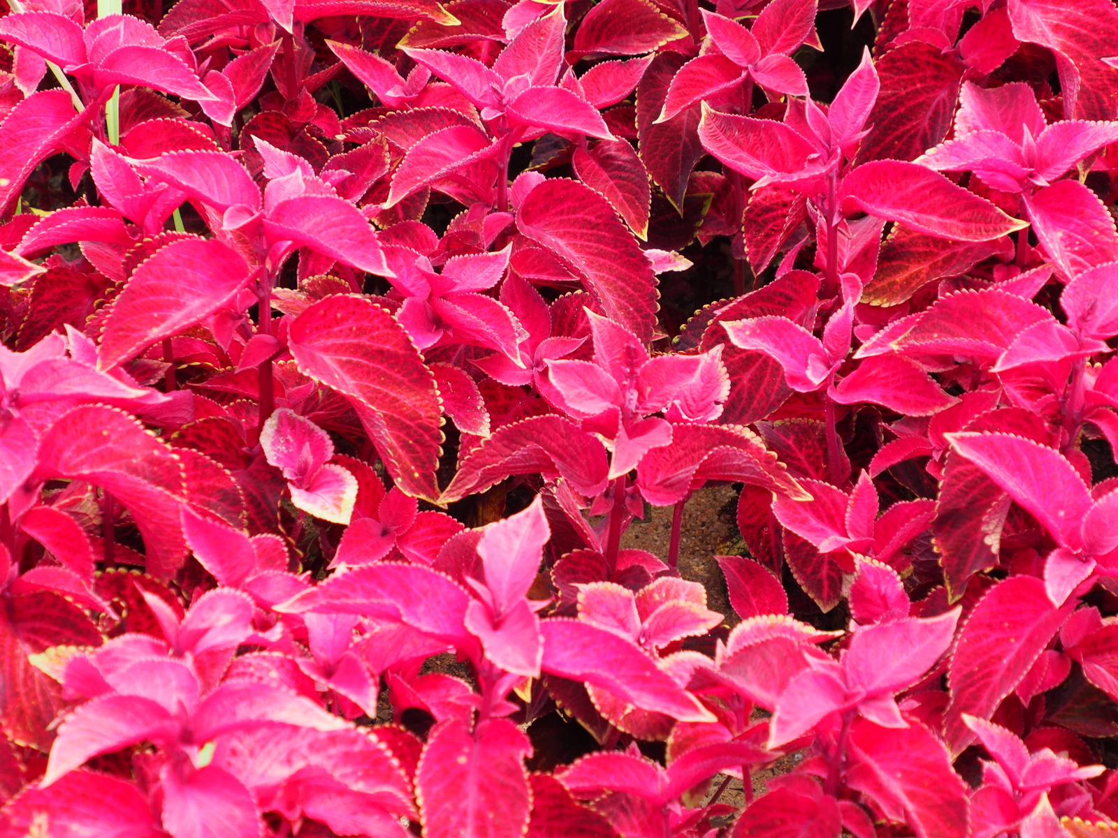 f:id:k10no3:20200802122041j:plain