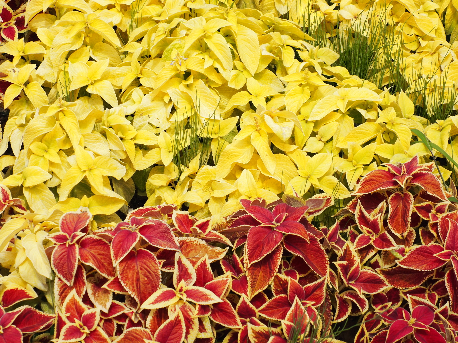 f:id:k10no3:20200802122142j:plain