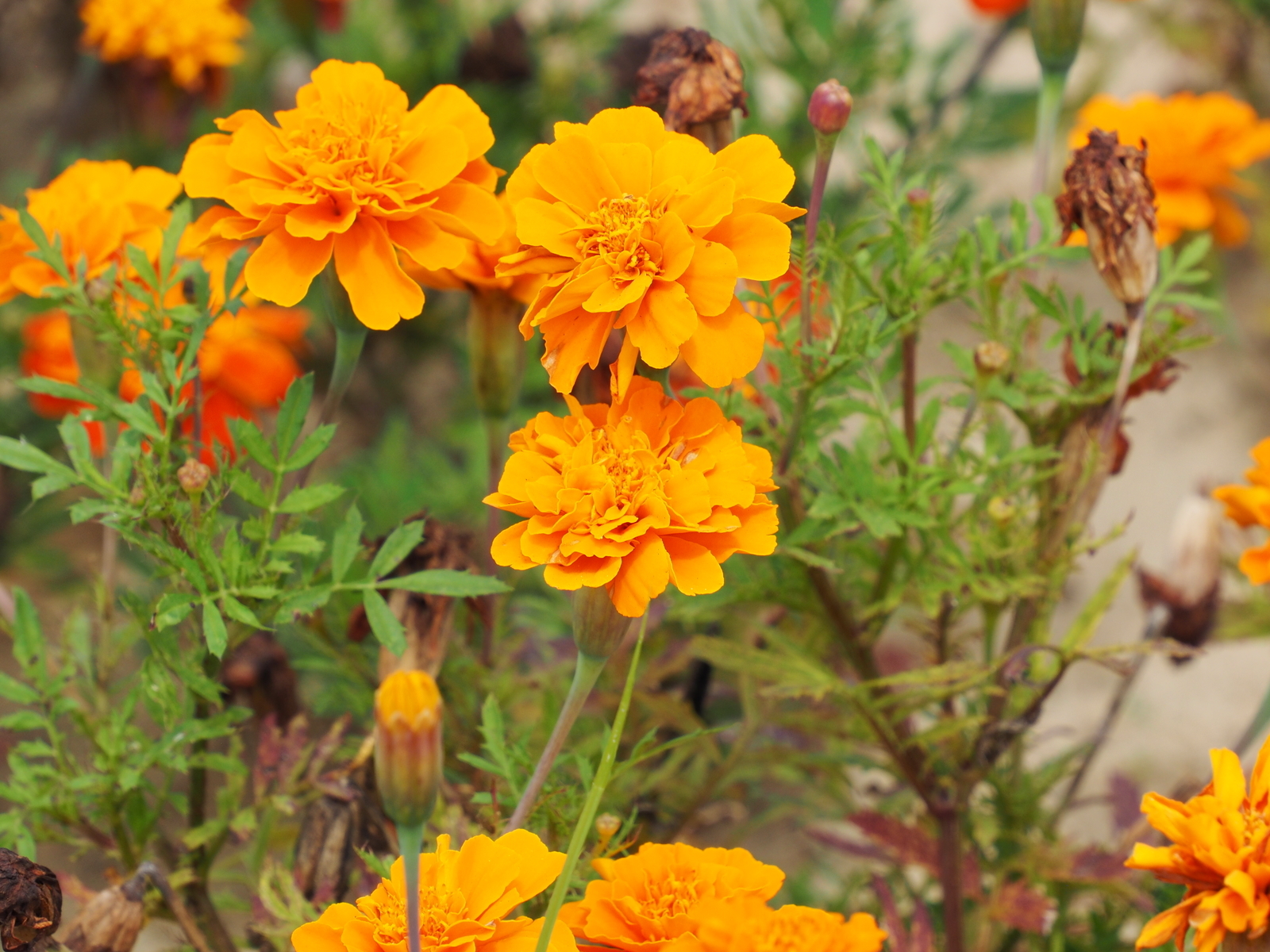 f:id:k10no3:20200802122541j:plain