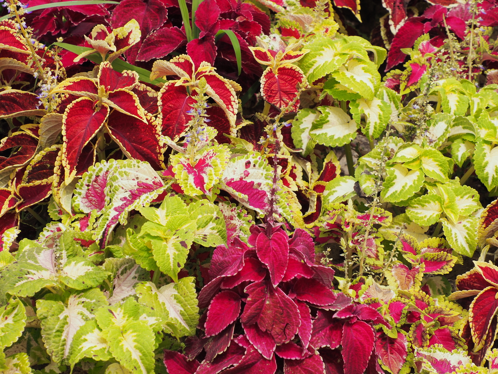 f:id:k10no3:20200802122552j:plain