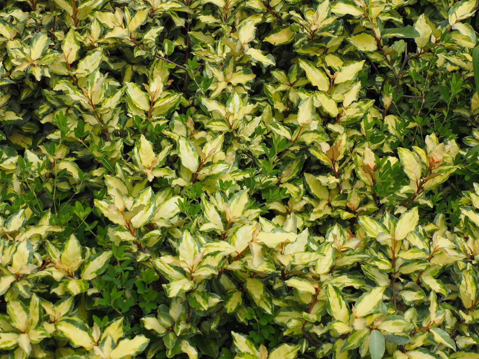 f:id:k10no3:20200802122901j:plain