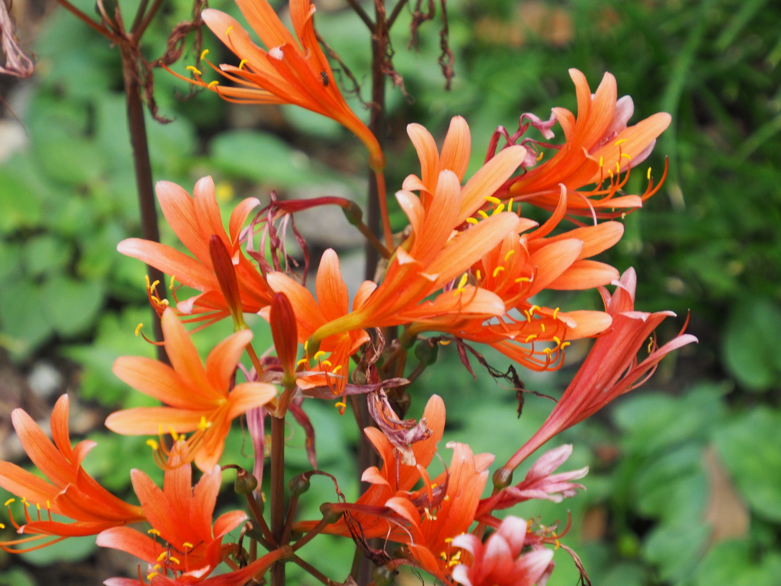 f:id:k10no3:20200815111333j:plain