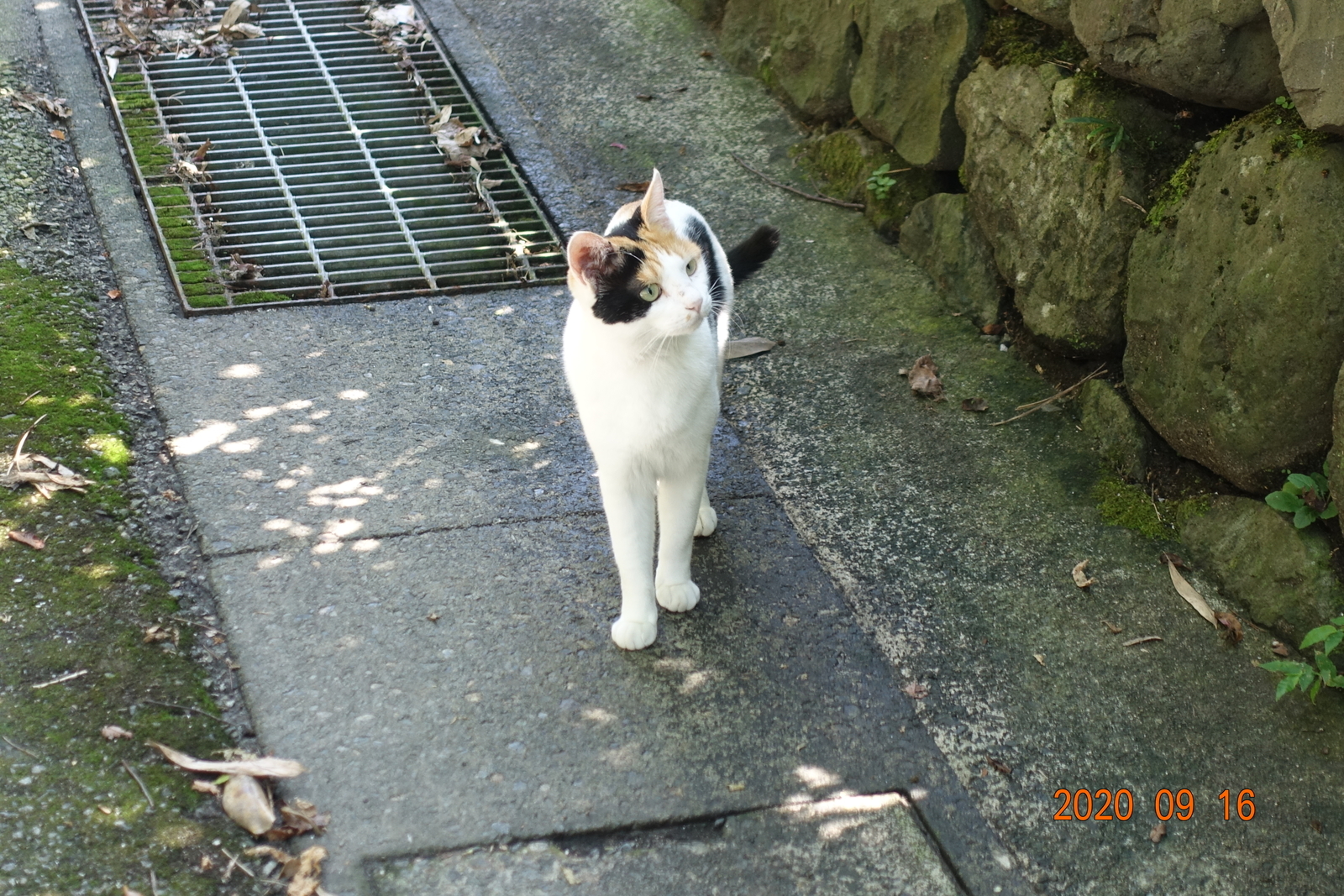 f:id:k10no3:20200916125053j:plain
