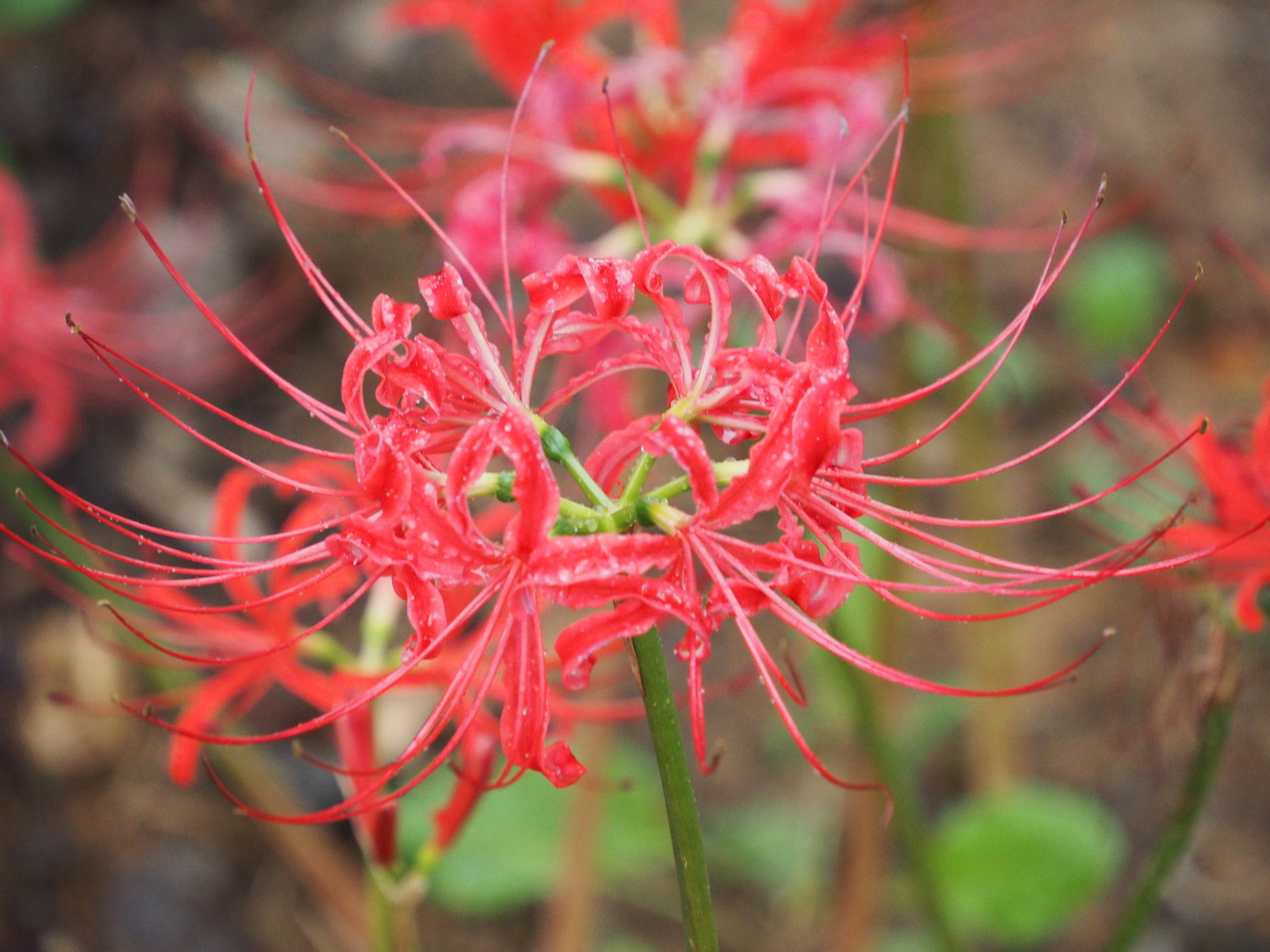 f:id:k10no3:20200926105543j:plain