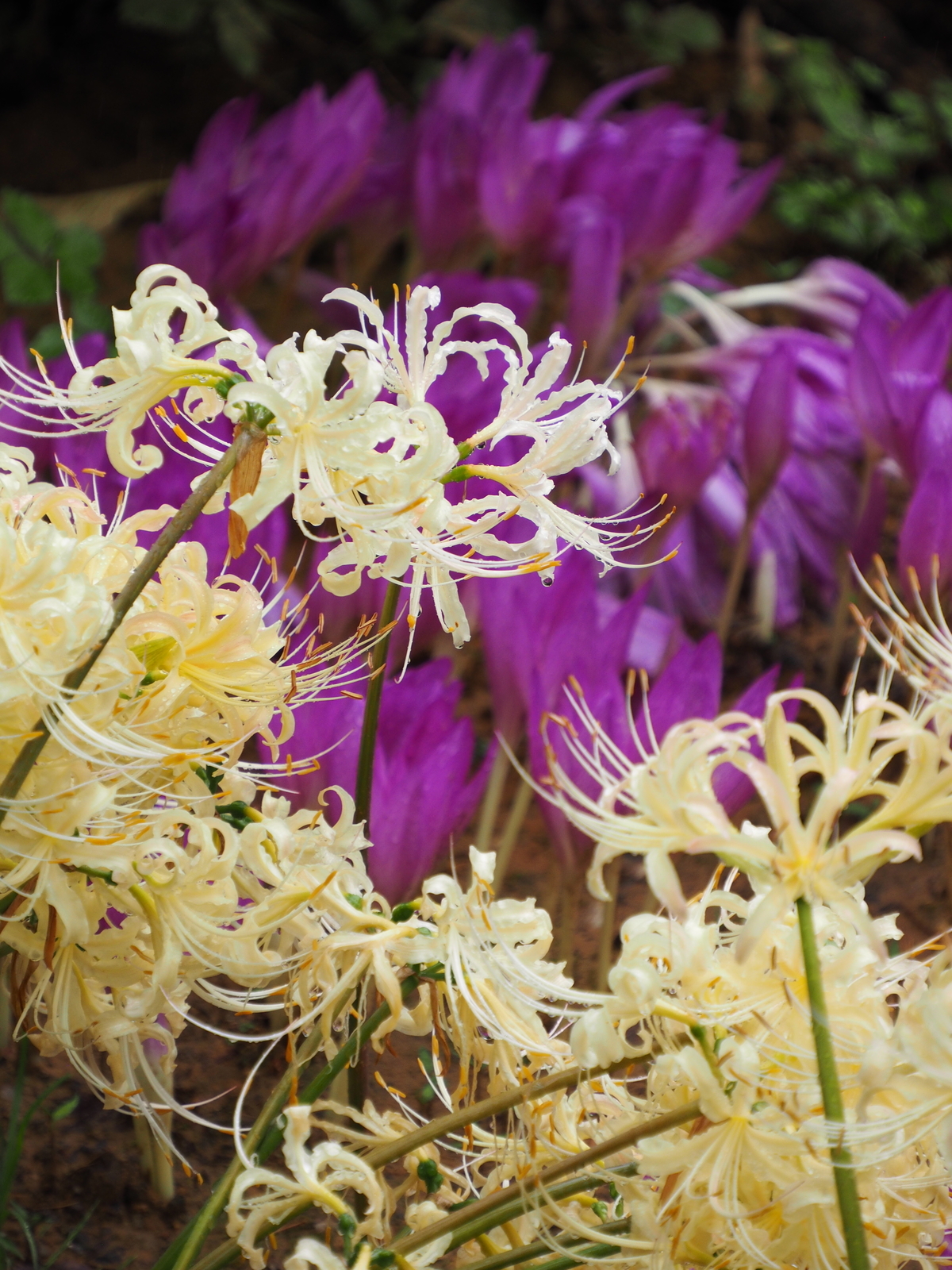 f:id:k10no3:20200926105906j:plain