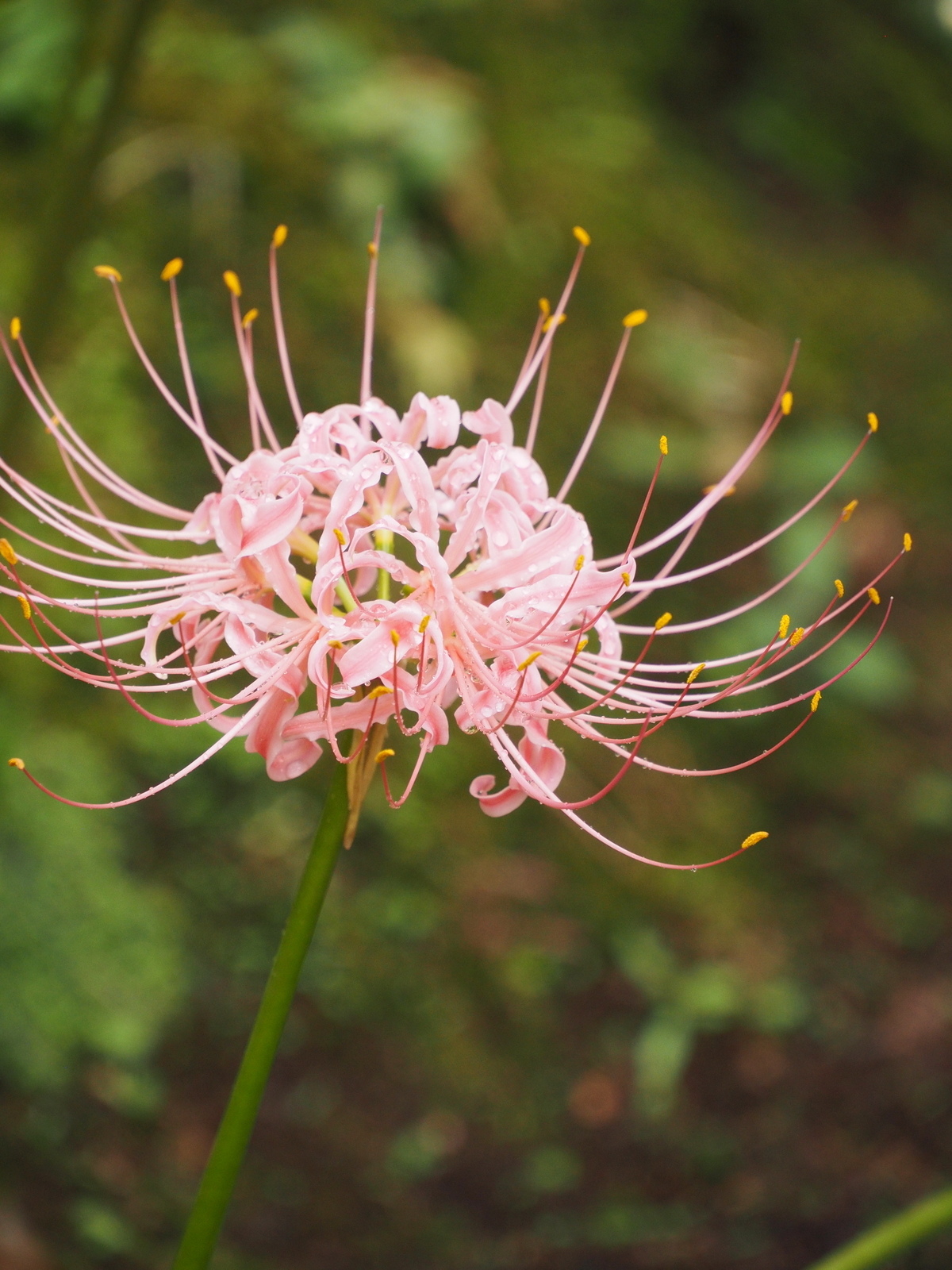 f:id:k10no3:20200926110823j:plain