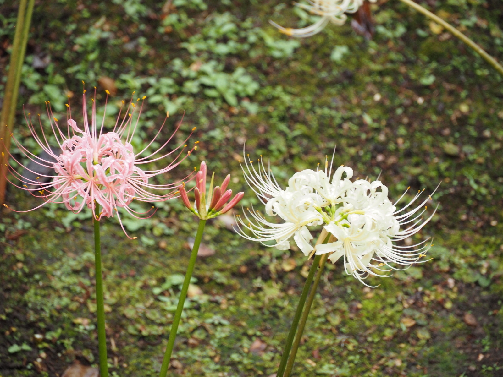 f:id:k10no3:20200926111441j:plain