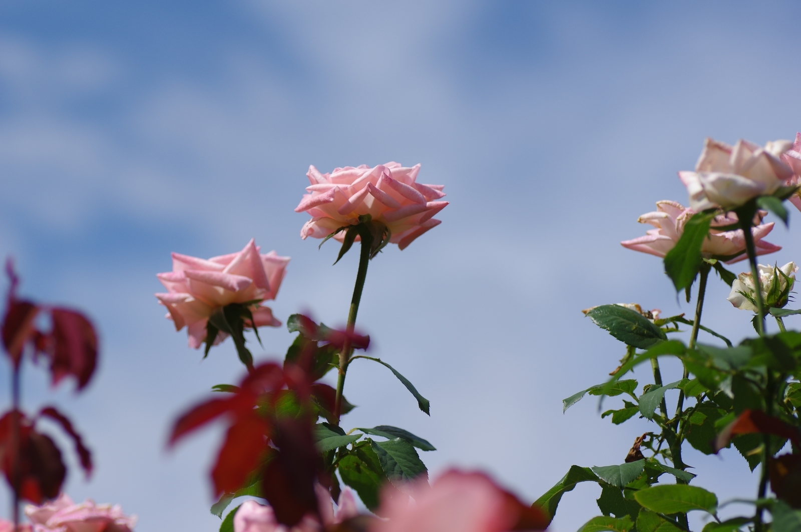 f:id:k10no3:20200930113827j:plain