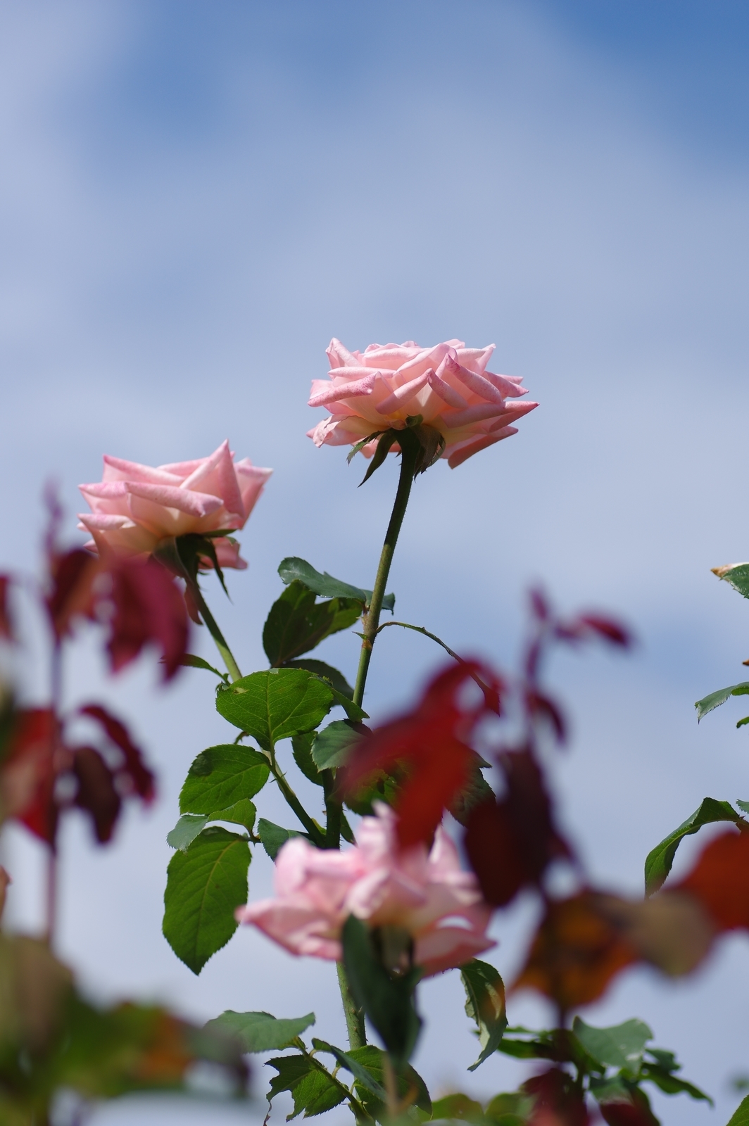 f:id:k10no3:20200930113836j:plain