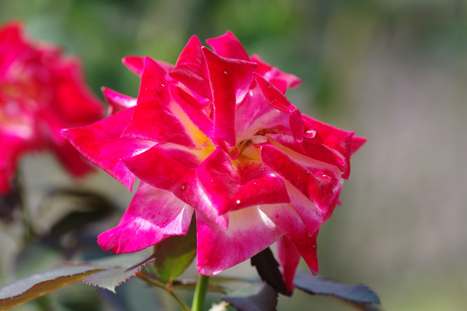 f:id:k10no3:20200930114330j:plain