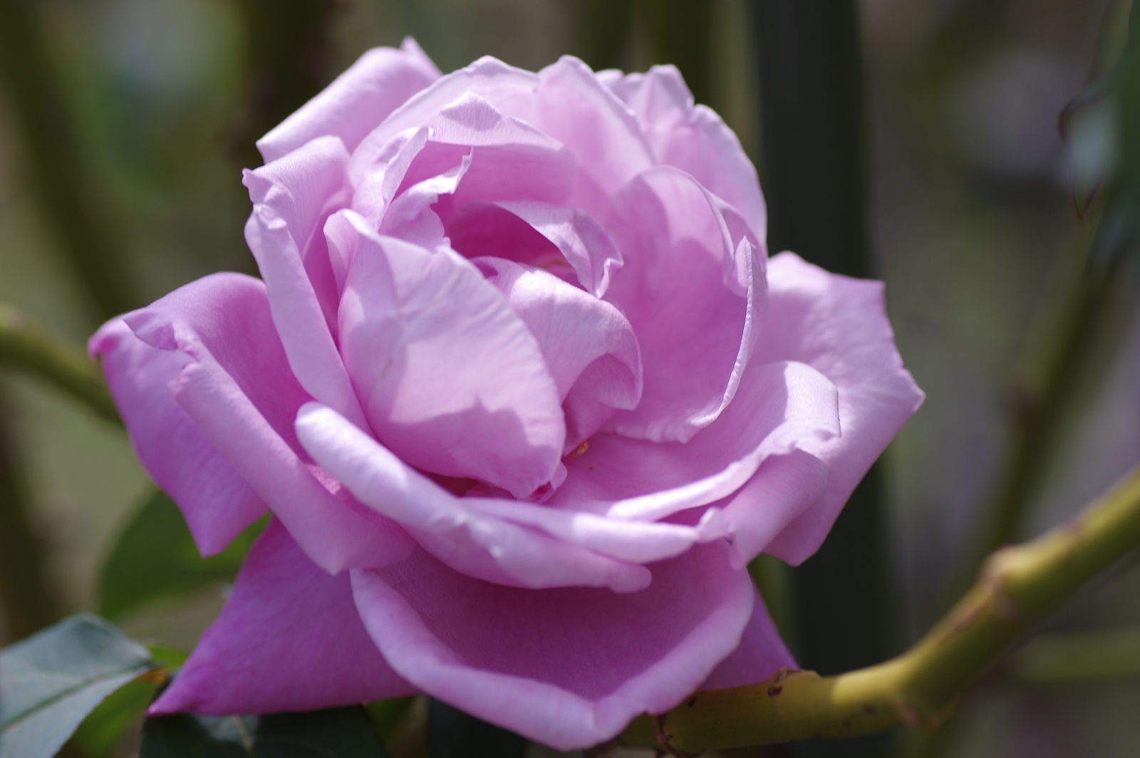 f:id:k10no3:20200930114619j:plain