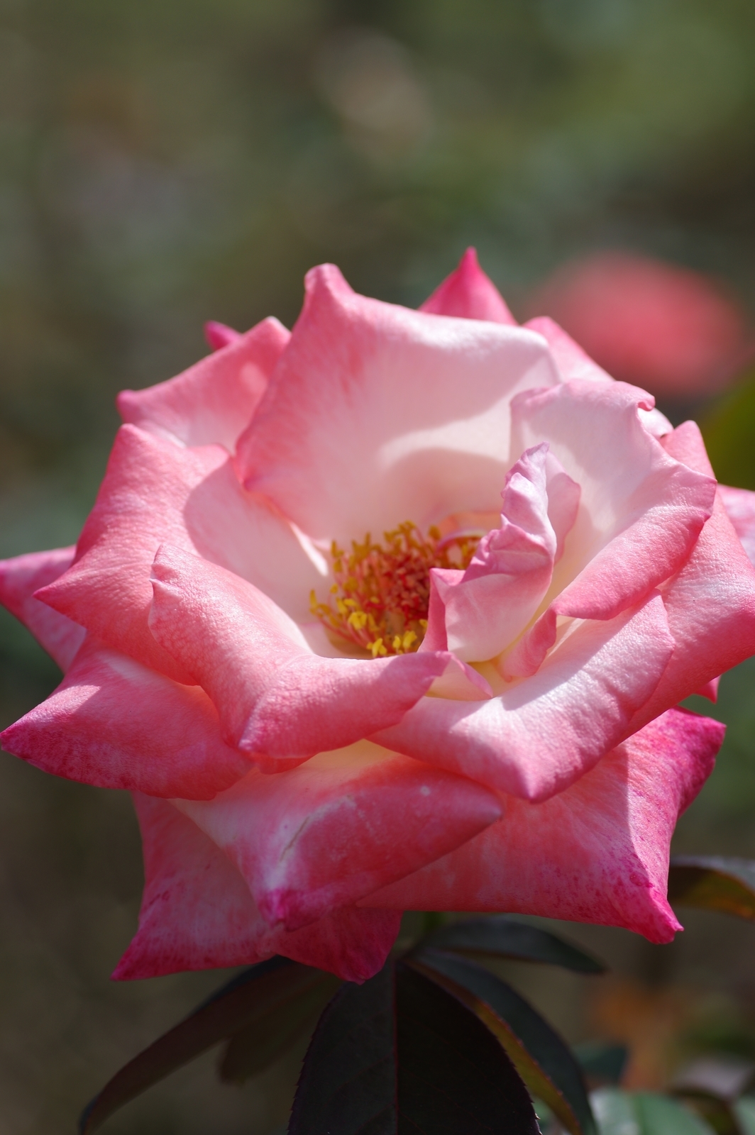 f:id:k10no3:20200930114717j:plain