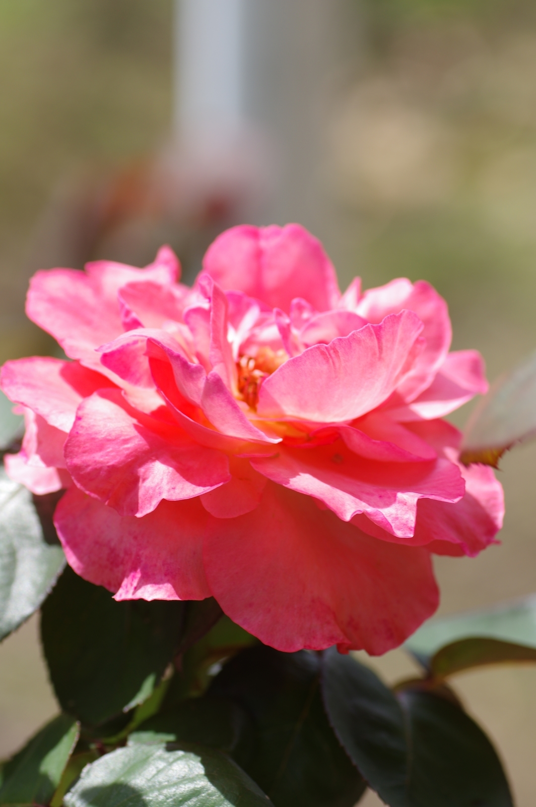 f:id:k10no3:20200930115107j:plain