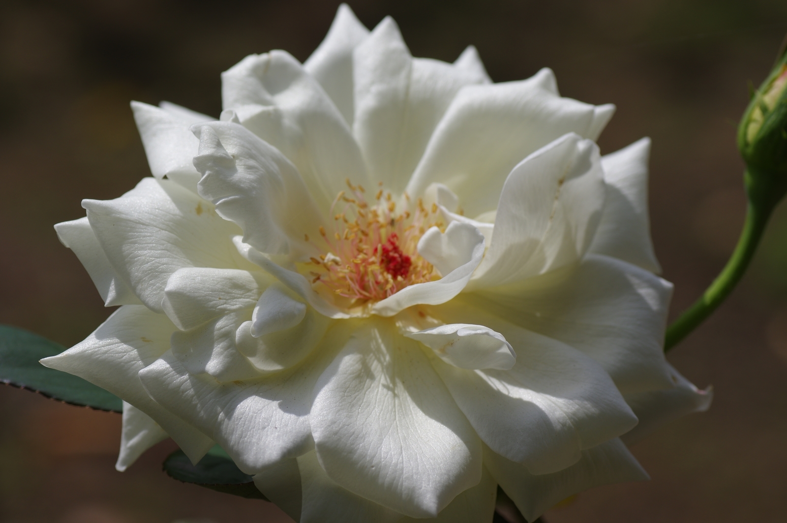 f:id:k10no3:20200930115127j:plain