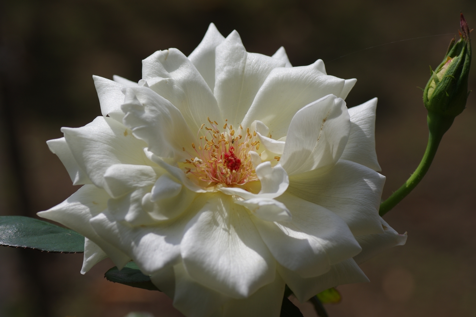 f:id:k10no3:20200930115130j:plain