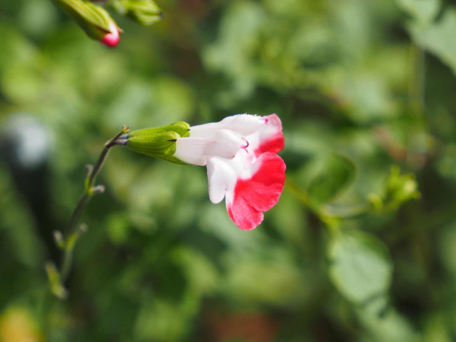 f:id:k10no3:20201007124510j:plain