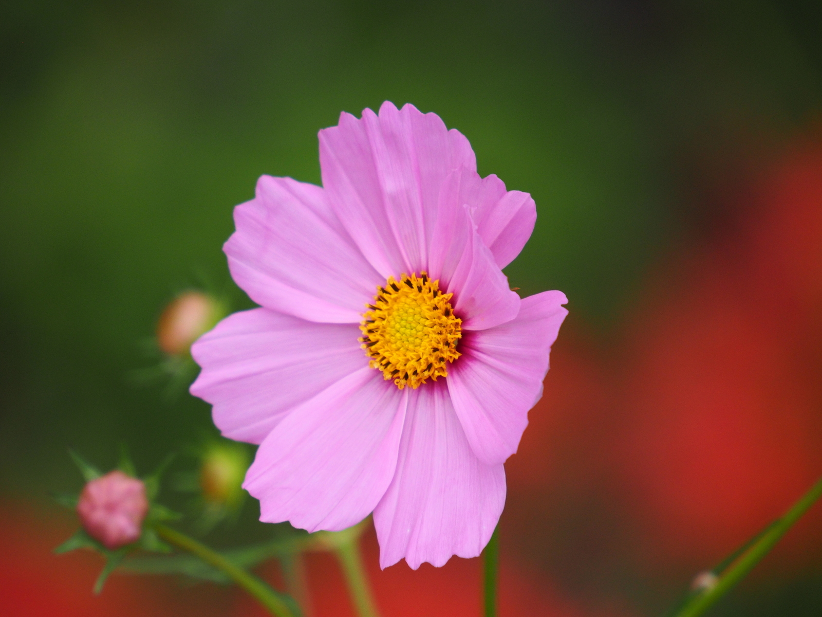 f:id:k10no3:20201008124146j:plain