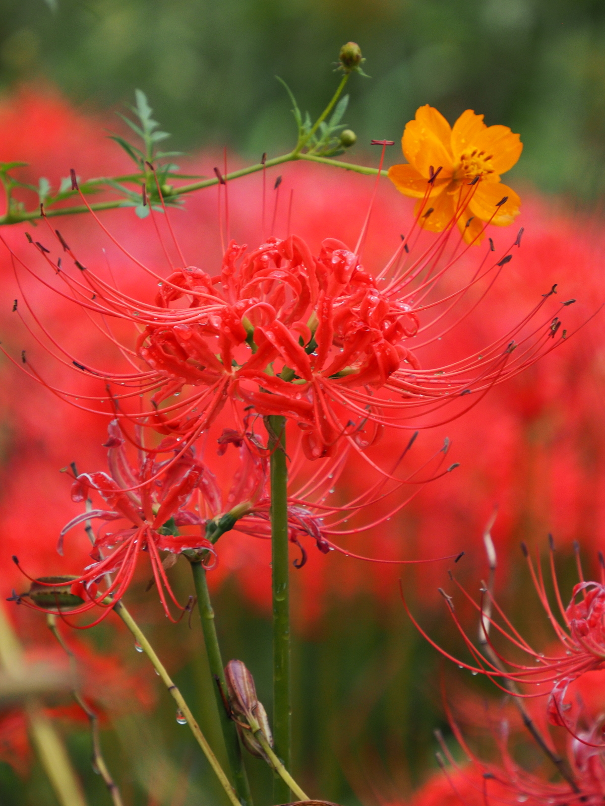 f:id:k10no3:20201008131350j:plain