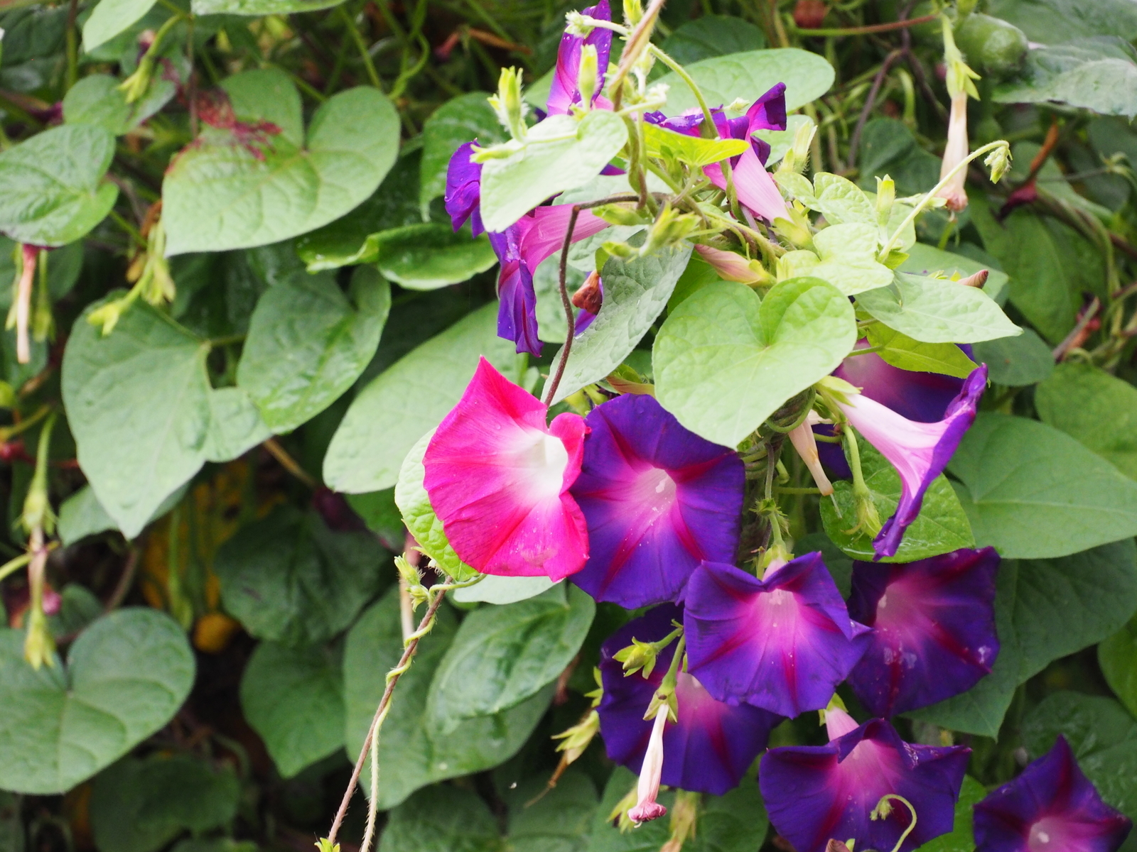 f:id:k10no3:20201008131535j:plain