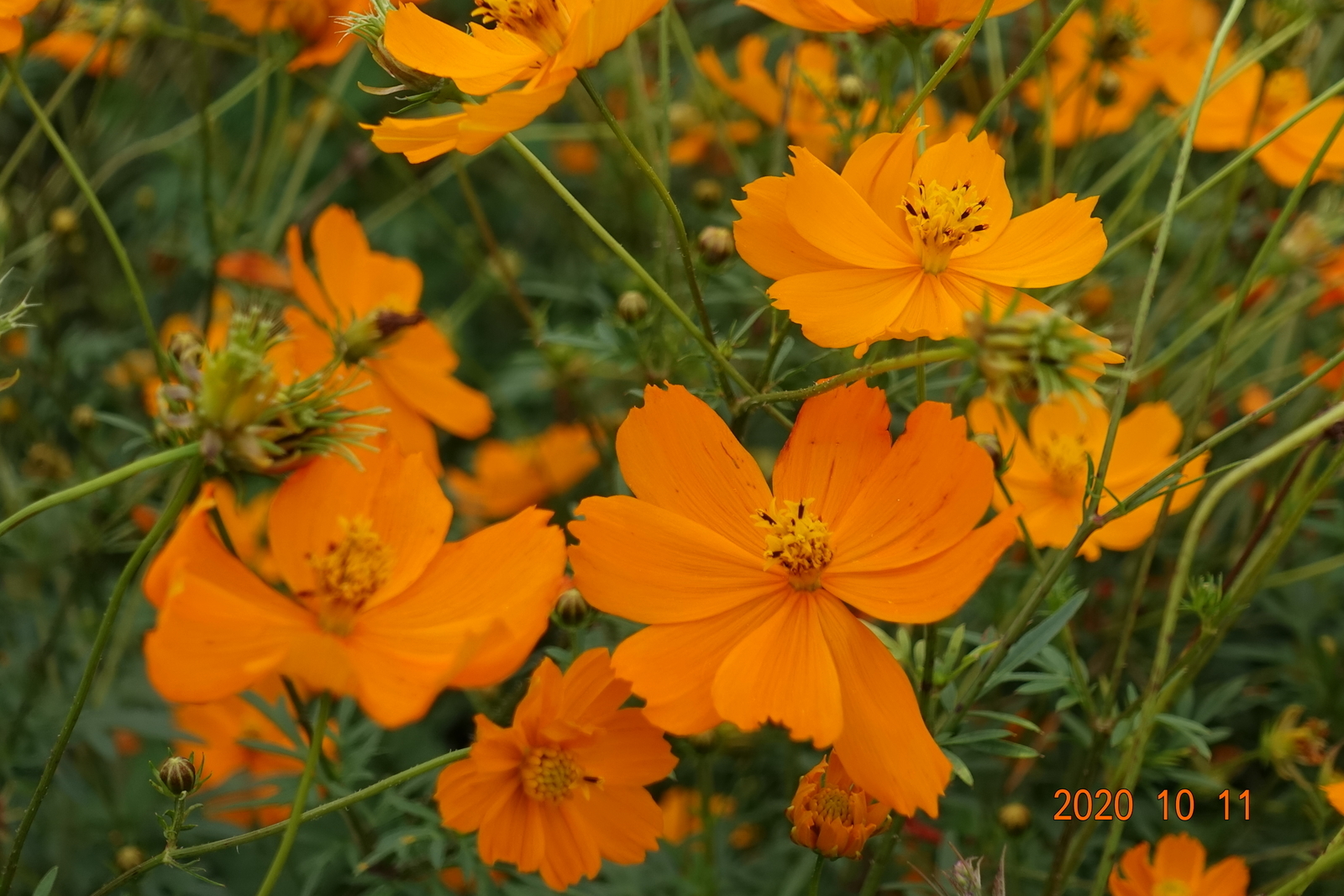 f:id:k10no3:20201011125257j:plain