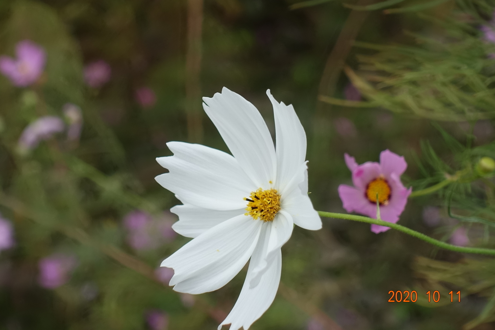 f:id:k10no3:20201011125507j:plain