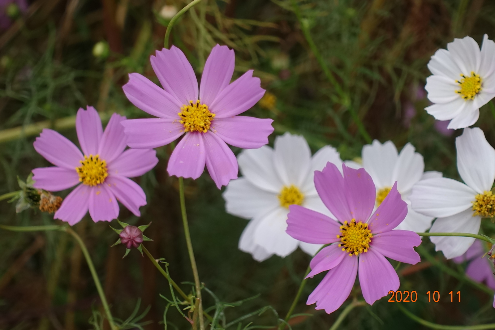 f:id:k10no3:20201011130328j:plain f:id:k10no3:20201011130328j:plain