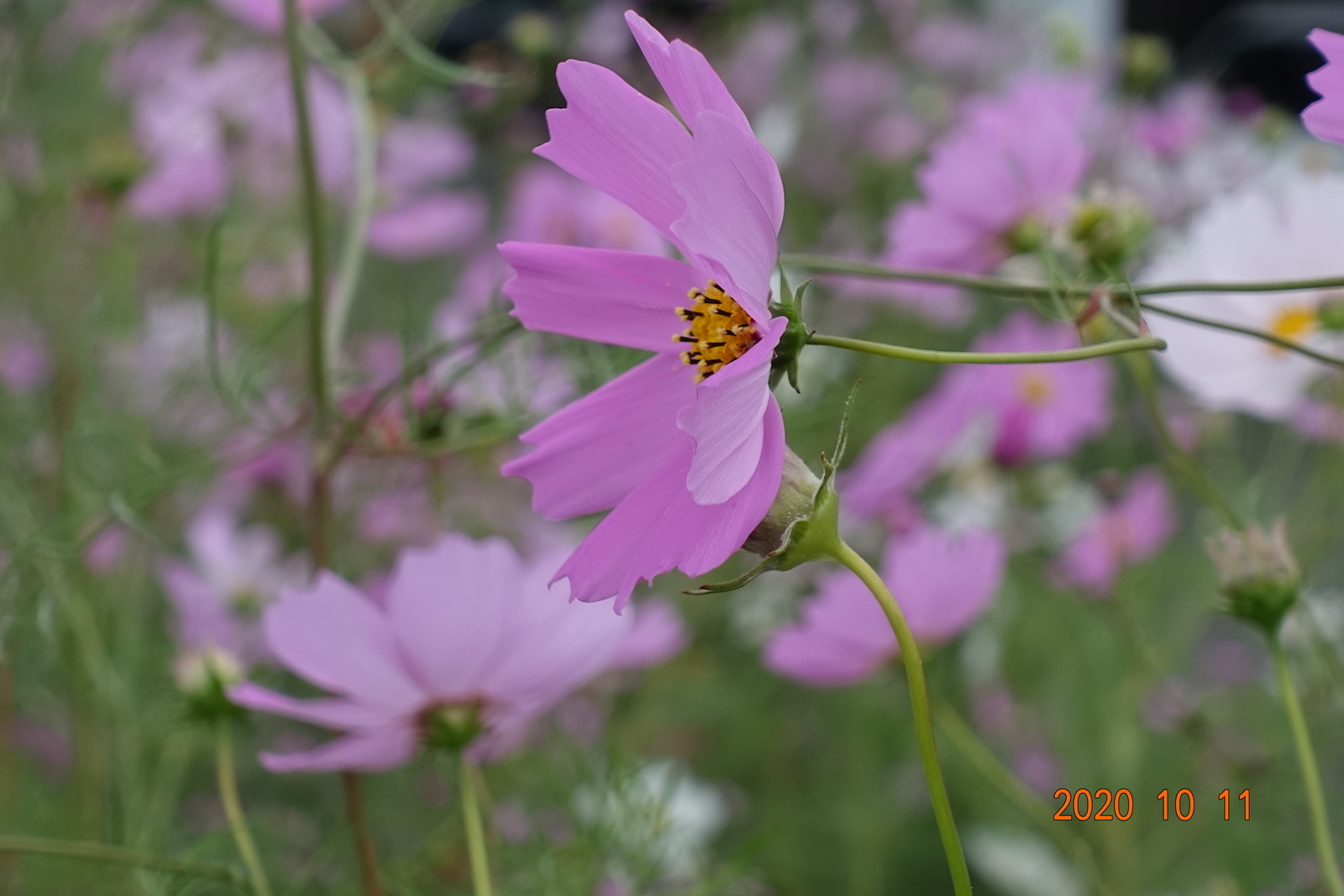 f:id:k10no3:20201011130655j:plain