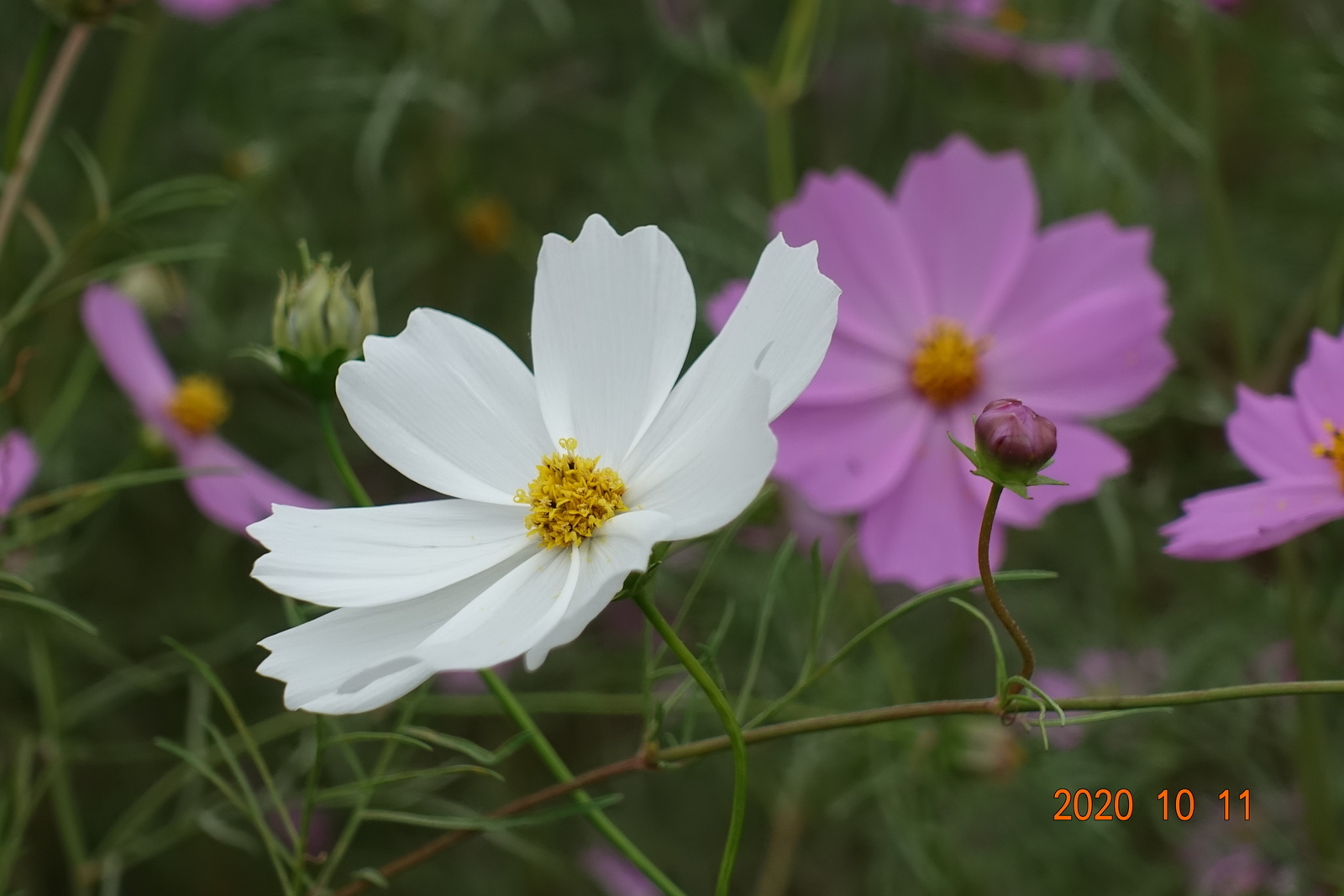 f:id:k10no3:20201011130907j:plain