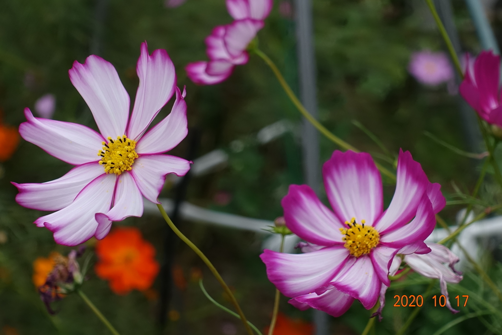 f:id:k10no3:20201017150931j:plain